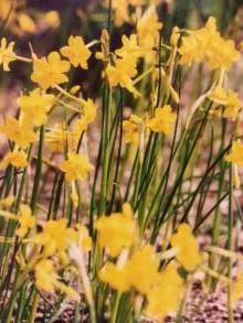 narcissus jonquilla