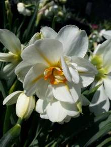 narcissus poeticus double albus plenus odoratus