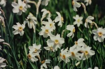 amaryllidaceae 
     narcissus 
     poeticus 
     var. recurvus 
     narcisse du poète