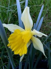 amaryllidaceae 
     narcissus 
     pseudonarcissus 
     Lobularis 
     narcisse, jonquille