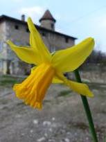 amaryllidaceae 
     narcissus 
      
     Tête-à-Tête 
     narcisse, jonquille