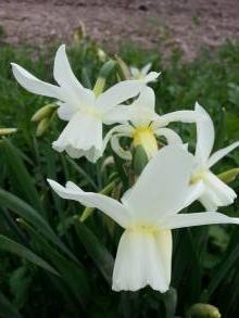 amaryllidaceae 
     narcissus 
     triandus 
     Petrel 
     narcisse
