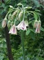 alliaceae 
     nectaroscordum  
     siculum 
      
     ail de Bulgarie