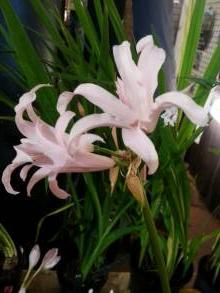 amaryllidaceae 
     nerine 
     bowdenii 
     Vesta 
     nérine