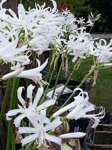 nerine bowdenii bianca perla