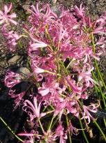 amaryllidaceae 
     nerine 
     bowdenii 
     Pink Triumph 
     nérine