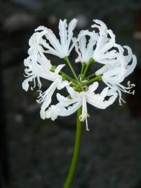 nerine flexuosa alba