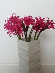 nerine sarniensis