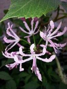 nerine undulata