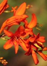 iridaceae 
     crocosmia 
      
      
     crocosmia Lucifer