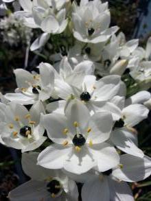 hyacinthaceae 
     ornithogalum 
     arabicum 
      
     ornithogalum, étoile de Béthléem