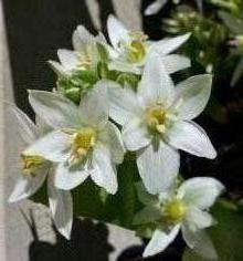 hyacinthaceae 
     ornithogalum 
     balansae 
      
     ornithogale