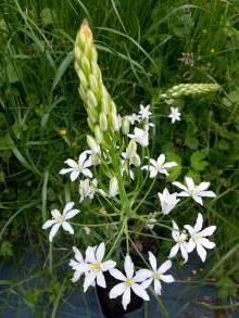 ornithogalum magnum