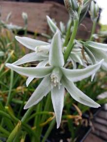 hyacinthaceae 
     ornithogalum 
     nutans 
      
     ornithogale