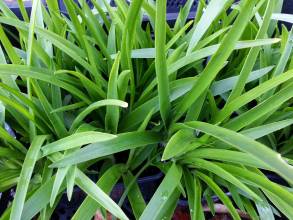 ornithogalum thyrsoides