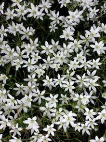 hyacinthaceae 
     ornithogalum 
     umbellatum 
      
     ornithogale, Dame d'Onze Heures