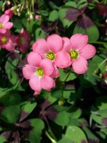 oxalidaceae 
     oxalis 
     deppei 
      
     oxalis