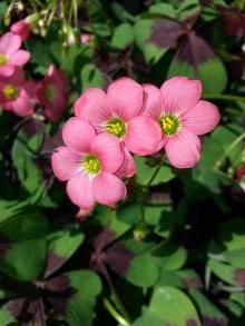 oxalis deppei