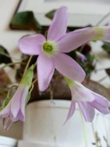 oxalis triangularis fanny