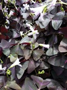 oxalis triangularis ssp triangularis