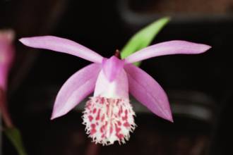 pleione bulbocodoides