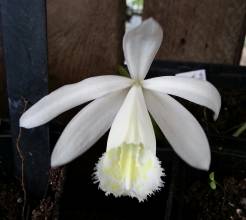 pleione formosana alba