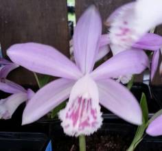 pleione formosana