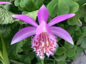 orchidaceae 
     pleione 
     limprichtii 
      
     Orchidée terrestre