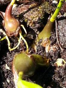 pleione praecox