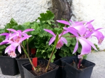 pleione tongariro