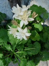 polianthes tuberosa the pearl