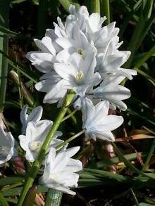 hyacinthaceae 
     puschkinia 
     scilloides  
     var. libanotica 
     puschkinia