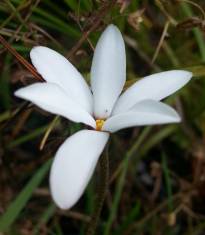 hypoxidaceae 
     rhodohypoxis 
      
     Tetra White 
     rhodohypoxis