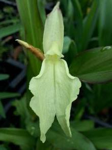 roscoea beesiana white