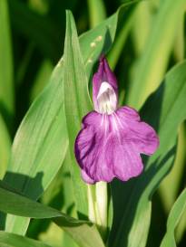 zingiberaceae 
     roscoea 
     cautleyoides 
     Purple Queen 
     roscoea