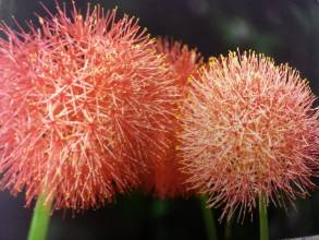 amaryllidaceae 
     scadoxus 
     multiflorus 
      
     scadoxus