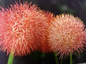 amaryllidaceae 
     scadoxus 
     multiflorus 
      
     scadoxus