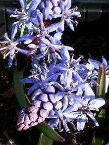 hyacinthaceae 
     scilla 
     bifolia 
      
     scille