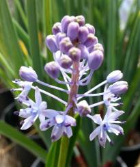 hyacinthaceae 
     scilla 
     litardierei 
      
     scille