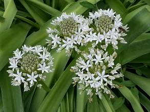 scilla peruviana alba