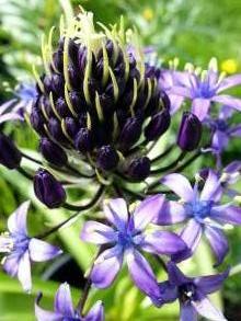 hyacinthaceae 
     scilla 
     peruviana 
      
     Scille du Pérou