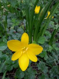 sternbergia lutea