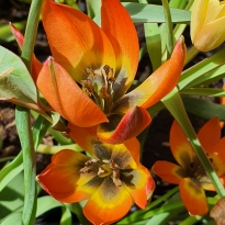 liliaceae 
     tulipa botanique 
     hageri 
      
     tulipe