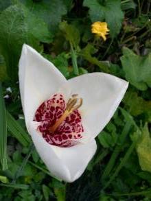 tigridia pavonia alba grandiflora