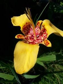 iridaceae 
     tigridia 
     pavonia 
     Aurea 
     tigridia, oeil de paon