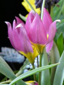 tulipa botanique bakeri lilac wonder