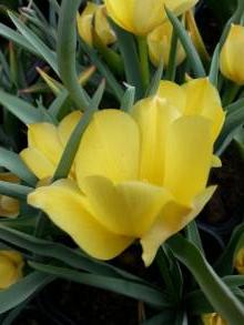 tulipa botanique batalinii bright gem