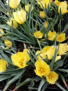 tulipa botanique batalinii bright gem