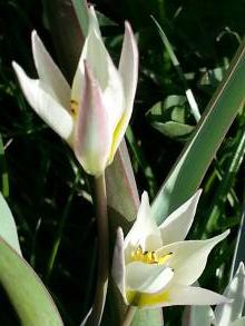 tulipa botanique biflora