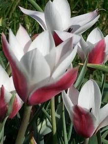 liliaceae 
     tulipa botanique 
     clusiana 
     Peppermintstick 
     tulipe